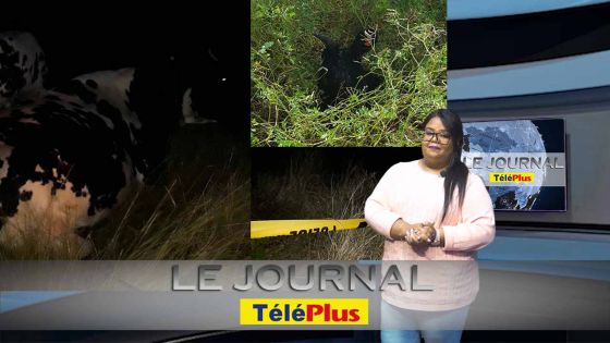 Le Journal Téléplus – Vol audacieux - deux vaches tuées et désossées sur place à Grand-Gaube