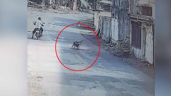 Des singes attaquent des villageois en Inde