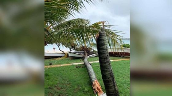 Forte tempête Calvinia -  Bain-Bœuf : une pirogue écrasée par un cocotier