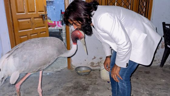 Inde: un agriculteur appelle un zoo à libérer son ami à plumes encagé