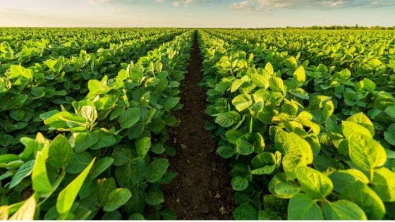 Discours-programme - Agriculture : assurer la sécurité alimentaire