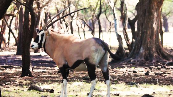 Casela : des oryx débarquent à Maurice