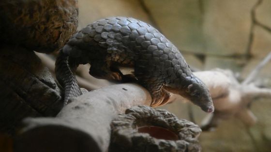 Coronavirus: la Chine suspecte le pangolin d'être la bête noire source de l'épidémie