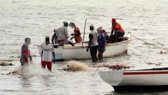 Saison de la pêche à la senne : baisse jusqu’à 25 % du prix du poisson