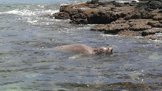 Un phoque dans les eaux mauriciennes : le public est prié de ne pas s’approcher du mammifère qui peut mordre