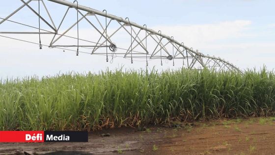 Canne à sucre : suspension complète de l'irrigation du 23 septembre au 11 octobre