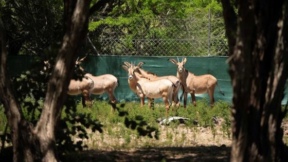 Casela Nature Parks : une cinquantaine de nouveaux animaux à découvrir dans quelques semaines