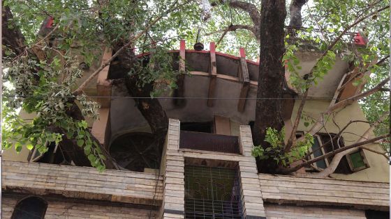 En Inde, une maison construite autour d'un arbre centenaire