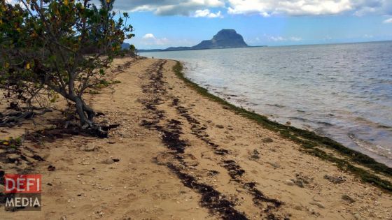 Des ossements humains découverts sur la plage de Petite-Rivière-Noire