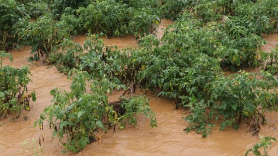 Grosses pluies : des plantations affectées à 10 %, selon le FAREI 