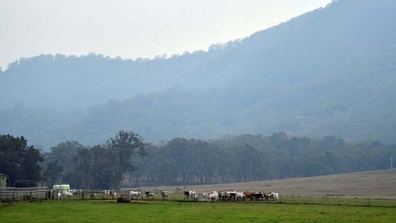 La pluie, enfin, sur les incendies en Australie