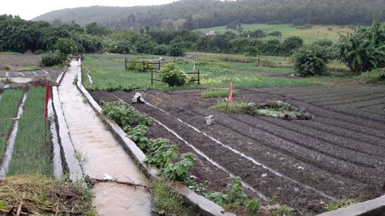 Conséquences des pluies torrentielles : l’AMB importera certains légumes