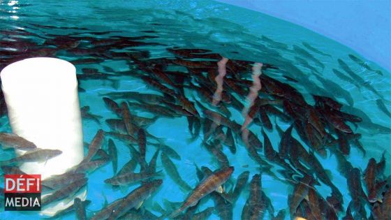 Tribunal de l’Environnement: l’AHRIM n’était pas contre l’aquaculture […] mais cela peut avoir un impact sur l’environnement, selon l’avocate de l’association