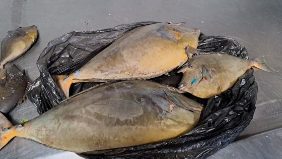 Pêche illégale : Opérations 'crackdown' à travers le pays