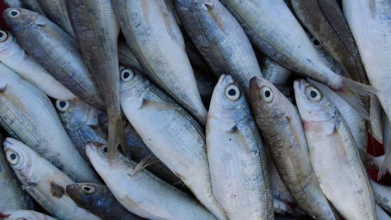 Dans l’Est : 16 kilos de poissons saisis ; deux poissonniers verbalisés