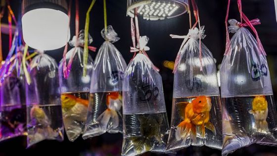 Les poissons rouges peuvent conduire sur terre, selon une étude israélienne