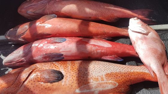Trou-Fanfaron : 50 kilos de poissons soupçonnés d’être «toxiques» saisis