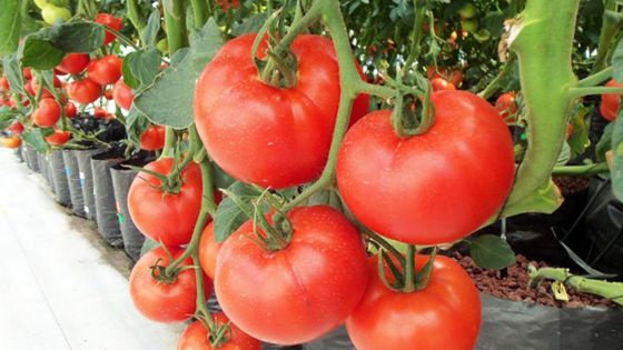 Curepipe : un présumé voleur de tomates hydroponiques arrêté