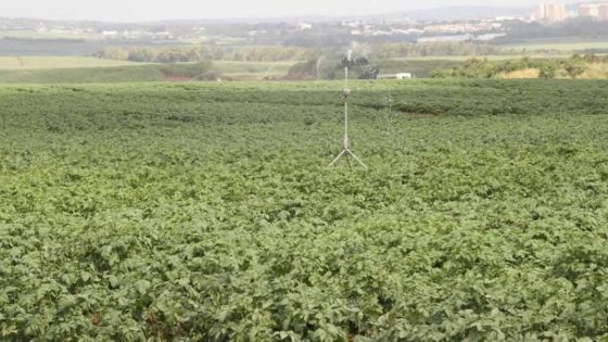 Les cultures de pomme de terre en proie à une maladie causée par l’humidité