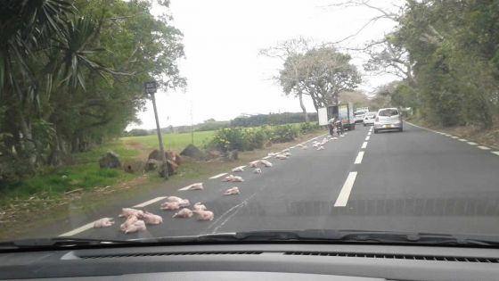 Beau-Vallon : des poulets sur la route