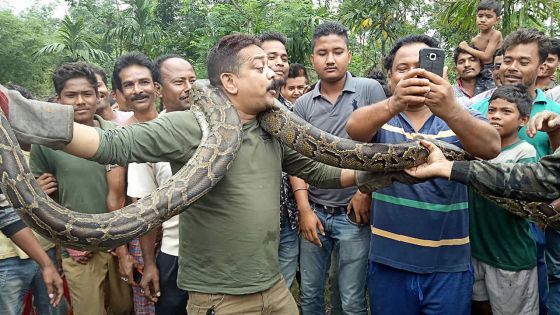 Inde: il pose avec un python et échappe de justesse à l'étranglement