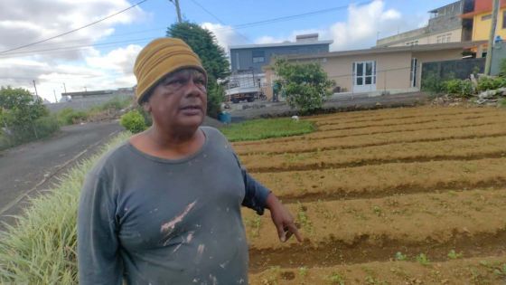 Post-pluies torrentielles : les herbes fines touchées, selon un planteur de La Marie