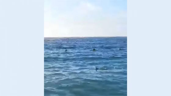 Flic-en-Flac : des raies aperçues dans le lagon