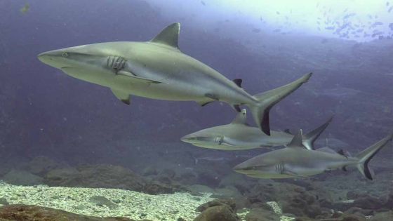 Des requins au Nord de Maurice : des images exceptionnelles 