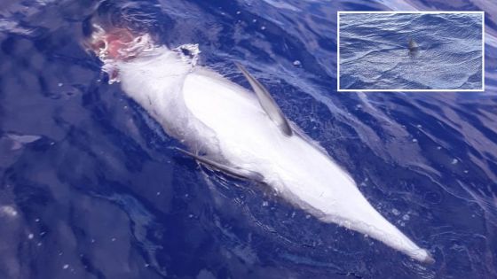 Rivière-Noire : un requin de près de 200 kilos, aperçu en train de dévorer un dauphin blessé