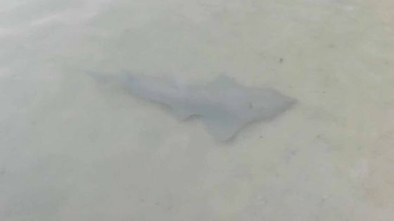 La Cuvette : une famille tombe nez à nez avec un requin au bord de la plage