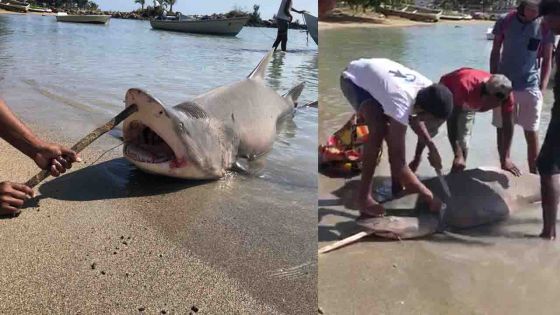 Requin-bouledogue capturé à Grand-Gaube 