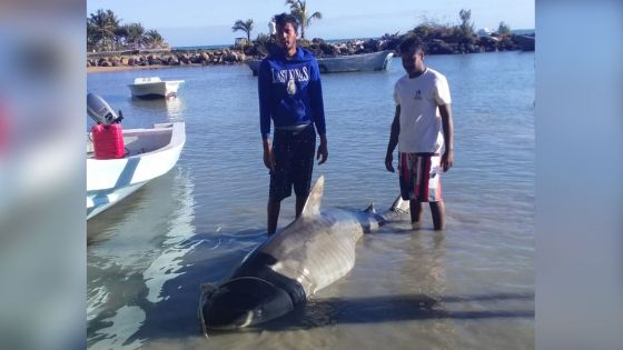 Grand-Gaube : un requin tigre capturé