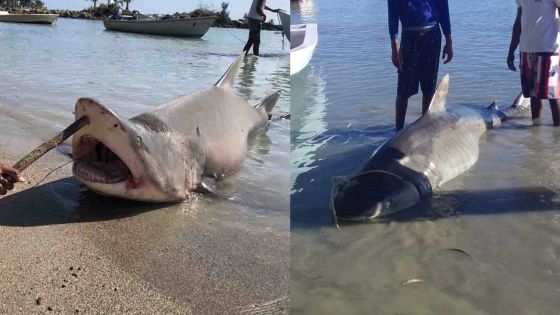 Grand-Gaube : 2 requins capturés en 3 trois jours, les habitants s’inquiètent