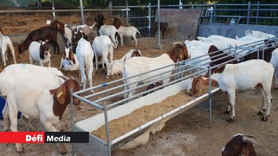 Mouvement du bétail de Rodrigues à Maurice : un protocole mis en place