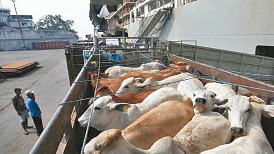 Rodrigues : l'embargo sur l'exportation du bétail levé