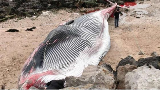 Phénomène rare : un rorqual, un des plus grands animaux au monde, échoué dans le port de Calais