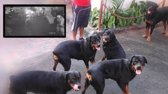 À Petit-Raffray : des Rottweilers sauvent une famille des griffes de six bandits armés