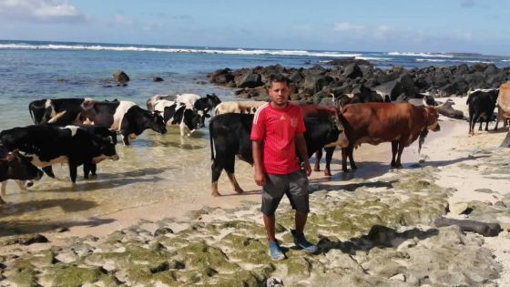 Sanjay Bissonnee, l’homme qui murmure à l’oreille des bovins 