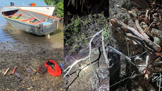 Au large de Bain-de-Rosnay : 20 kilos de bois santal saisis sur une pirogue, un suspect arrêté