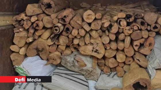 Du bois de santal valant Rs 1,2 M réduit en cendres : un suspect interpellé par la CID nie toute implication