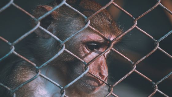 Ferme illégale - 440 singes capturés à JinFei : casse-tête pour l’Agro-industrie