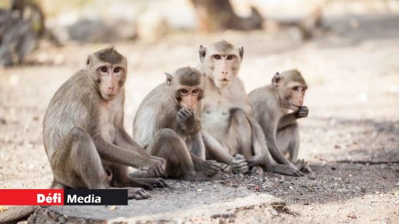 États-Unis : Des singes mauriciens provoquent une mini-épidémie de tuberculose