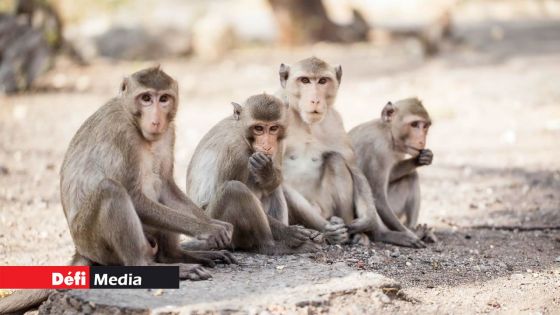 Découverte de 440 singes à Jin Fei : un vétérinaire soupçonné de leur avoir administré des psychotropes