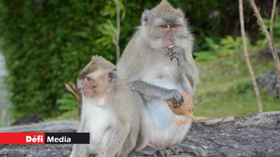 «Vaccin à 90 % efficace» contre la Covid-19 : «Des singes mauriciens ont aidé à l’élaboration de ce vaccin», affirme la Cyno Breeders Association