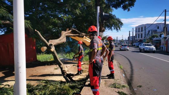 Chebel : des pompiers sur la brèche après qu’un arbre s’est effondré