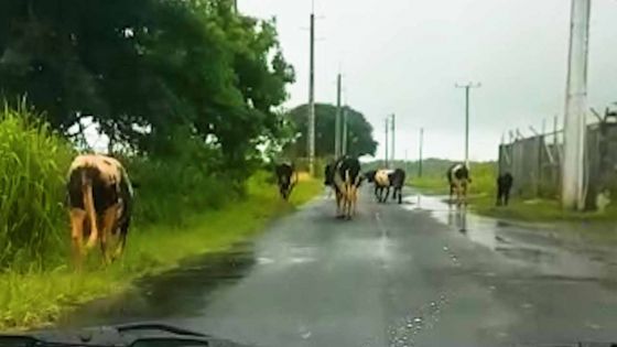 St-Martin : un automobiliste attire l'attention des autorités sur des bœufs qui errent dans la rue