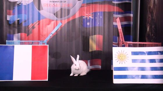 Mondial 2018 : découvrez les pronostics de Zougadou, le lapin mauricien