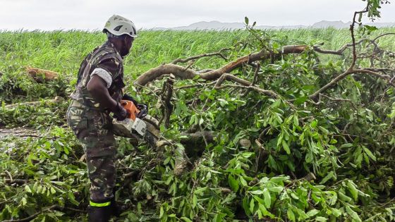 [En images] Chute d’arbres : la SMF en action