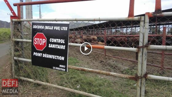 Fièvre aphteuse en Afrique du Sud : le directeur de Socovia rassure, un stock de 1600 bœufs disponible à Maurice
