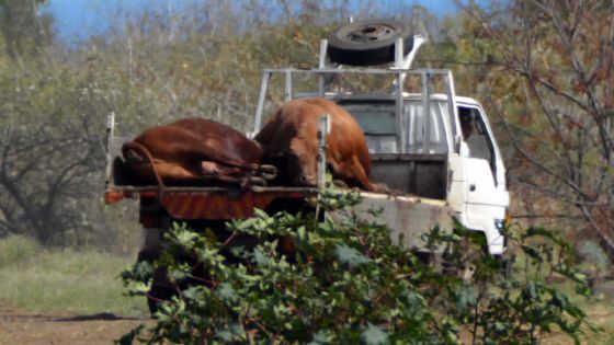 Socovia : une vingtaine de bœufs morts, aucun animal de cette compagnie livré pour le Qurbani